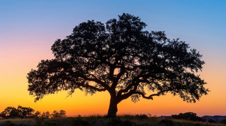 Oak tree with a lush crown at sunset, its silhouette highlighted against the warm hues of the evening skyの素材