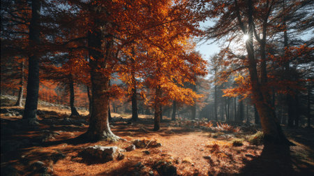 A beautiful autumn forest scene featuring trees adorned with vibrant orange leaves, softly illuminated by sunlight in a peaceful natural setting, perfect for nature enthusiasts.の素材
