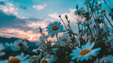 A close-up view of blooming daisies under a picturesque sunset, showcasing vibrant colors and dramatic clouds, evoking a sense of peace and natural beauty.の素材