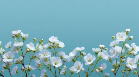 A vibrant arrangement of delicate white flowers stands out against a soft blue background, symbolizing freshness and tranquility, perfect for nature-themed projects.の素材
