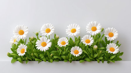 A vibrant display of fresh white daisies with yellow centers arranged neatly against a light background, ideal for seasonal decorations and cheerful aesthetics.の素材