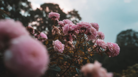 A stunning close-up of soft pink flowers blooming in a serene garden. The backdrop features a beautiful sky and lush greenery, creating a tranquil atmosphere.の素材