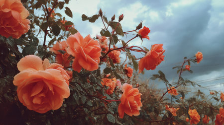 A breathtaking cluster of orange roses adorned with water droplets, set against a dramatic sky, perfect for capturing the essence of nature's beauty.の素材