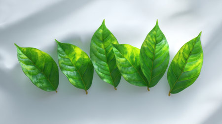 A captivating image of bright green leaves showcasing intricate textures and vibrant colors, ideal for themes related to nature, wellness, and environmental design.の素材