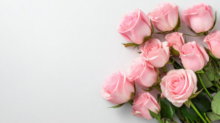 A stunning display of soft pink roses set against a light grey background, perfect for conveying elegance and romance in various creative contexts.の素材