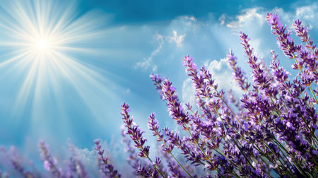 A vibrant scene featuring lavender flowers under radiant sunlight against a clear blue sky, evoking feelings of peace, tranquility, and the beauty of nature.の素材