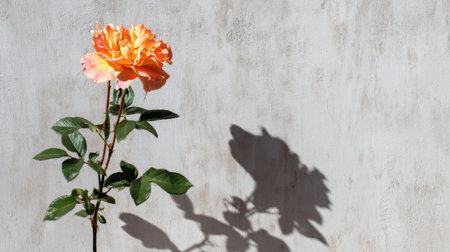 This image captures a stunning orange rose with green leaves, casting a subtle shadow on a textured gray wall, symbolizing beauty and tranquility in nature.の素材
