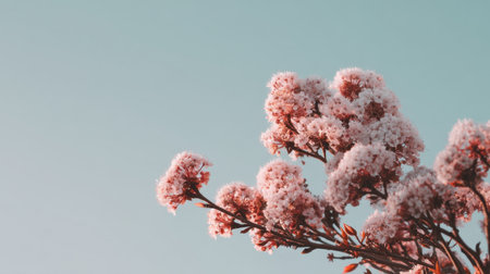 A stunning close-up of delicate pink flowers adorned with frost against a clear blue sky. This image encapsulates the serene beauty of winter in nature.の素材