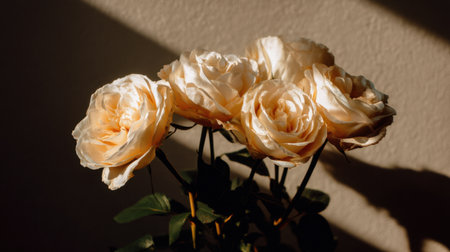 A stunning display of cream roses beautifully arranged in a modern vase, showcasing their delicate petals and serene presence against a softly lit wall.の素材