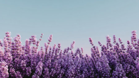 A stunning view of a vibrant lavender field showcases beautiful purple flowers swaying gently under a clear blue sky, offering a peaceful and serene escape into nature.の素材