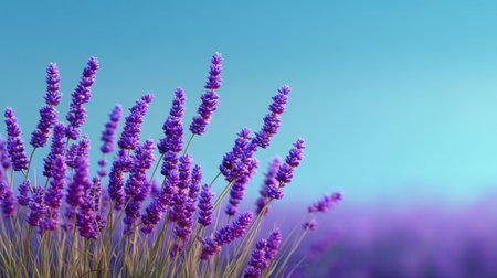 Explore the beauty of lavender flowers in full bloom against a soft blue sky. This tranquil scene captures the essence of nature's serene landscapes.の素材