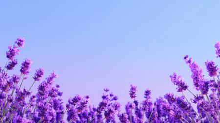 A stunning display of blooming lavender flowers fills the frame, set against a clear blue sky, offering a sense of tranquility and beauty in nature.の素材