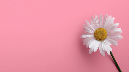 A stunning daisy flower perched on a soft pink background creates a vibrant contrast, symbolizing beauty and freshness ideal for seasonal decor and designs.の素材