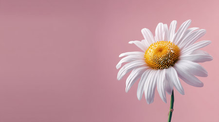 A stunning close-up of a delicate white daisy with a vibrant yellow center, set against a soft pink background. Ideal for floral design themes and nature projects.の素材