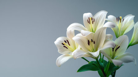 This image features elegant white lilies with delicate petals, set against a gentle gradient background, creating a serene and tranquil atmosphere perfect for various themes.の素材