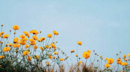 A stunning view of vibrant yellow flowers blooming under a clear blue sky. This image captures the beauty of nature, showcasing fresh blooms and greenery in a tranquil setting.の素材