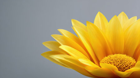 A stunning bright yellow flower showcases delicate petals arranged beautifully, set against a soft gray background, perfect for various design and nature-themed projects.の素材