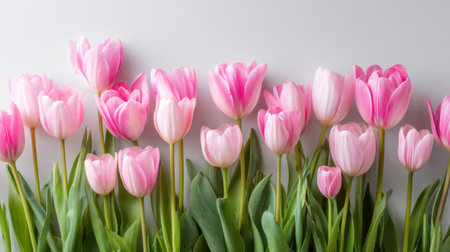 A stunning arrangement of pink tulips showcases their delicate beauty. This image captures the freshness and elegance of spring, perfect for various creative projects.の素材