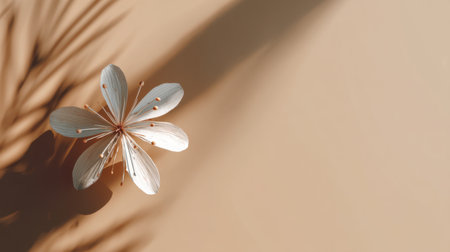 A stunning closeup of a delicate white flower casting a soft shadow against a neutral background, ideal for creating a calming and elegant atmosphere in design projects.の素材