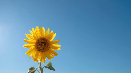 A stunning sunflower rises against a bright blue sky, showcasing its vibrant yellow petals and rich brown center, symbolizing the joy of summer and nature.の素材