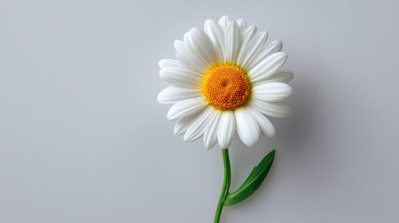 A bright daisy flower with vibrant white petals and a sunny yellow center stands gracefully against a soft grey background, symbolizing beauty and freshness.の素材