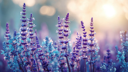 Capture the essence of nature with this stunning image of blooming lavender flowers bathed in warm, soft light, evoking tranquility and beauty in a serene outdoor setting.の素材