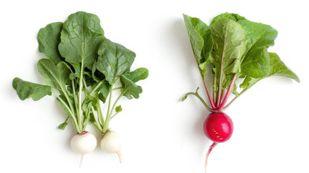 Whole and half small garden radishes, fresh and isolated on whiteの素材