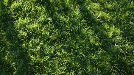 Natural green grass texture, creating a lush and realistic lawn background effectの素材