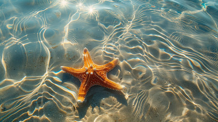 Starfish in sparkling sea water on a summer beach, ideal for seasonal backgroundsの素材