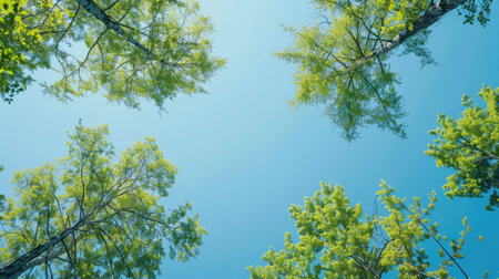 Top of green trees against a clear blue sky, highlighting the calm and beauty of nature. Serene outdoor sceneryの素材