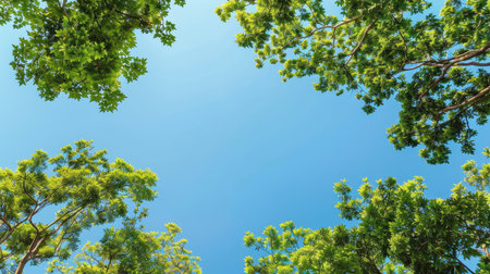 Top of trees with lush foliage set against a clear blue sky, creating a peaceful and scenic nature viewの素材