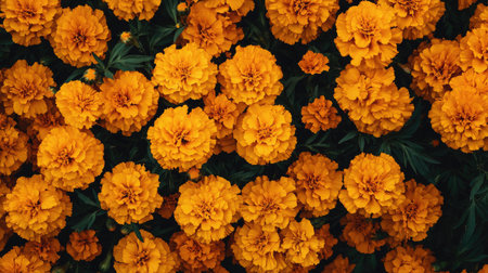 Close-up of vibrant marigold flowers, creating a bold and warm floral backgroundの素材