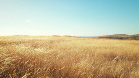 Expansive grassland with golden grasses swaying in the breeze under a clear skyの素材