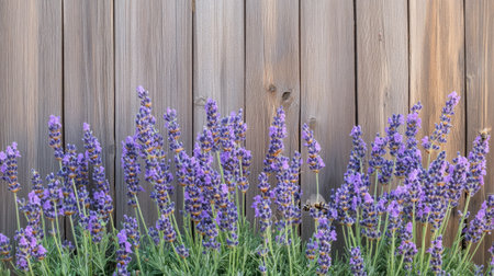 Lavender blossoms against a rustic wooden fence, with bees buzzing around the vibrant purple flowersの素材