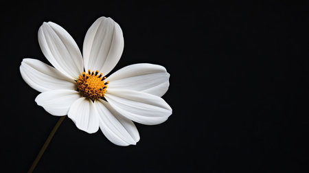 A white flower blooming against a black background, highlighting its delicate petalsの素材