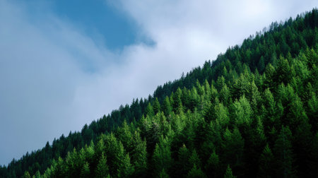 A stunning view of a lush green hillside covered with pine trees, displaying vibrant foliage against a dramatic sky with wispy clouds, perfect for nature enthusiasts.の素材
