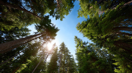 This stunning view captures tall trees stretching towards a bright blue sky, with sunlight streaming through a lush green canopy in a peaceful forest.の素材