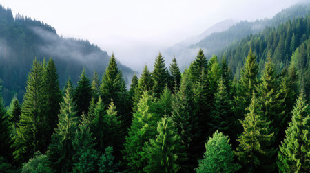 A captivating aerial view of a dense green forest nestled between misty mountains, showcasing a diverse canopy under soft morning fog.の素材