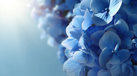 This image features a stunning close-up of blue hydrangea flowers illuminated by soft light, creating a tranquil and beautiful atmosphere perfect for nature lovers.の素材