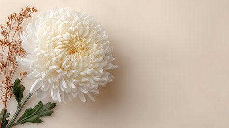 A stunning white chrysanthemum is elegantly arranged with dried brown stems on a soft beige background, perfect for floral designs or wedding decorations.の素材