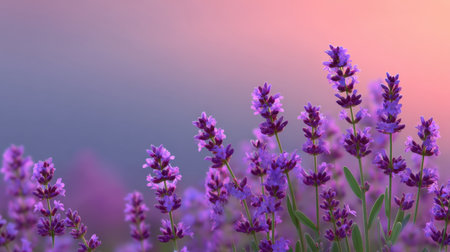 A stunning view of lavender flowers in full bloom during a vibrant sunset. The soft purple and pink hues create a tranquil atmosphere perfect for nature lovers.の素材