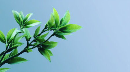 A stunning close-up of vibrant green leaves on a delicate branch set against a soft blue background, perfect for themes of nature, wellness, and serenity in photography.の素材