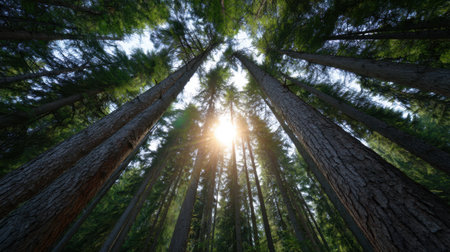 Experience the serene beauty of towering trees in a lush forest bathed in bright sunlight. This stunning image captures natureの素材
