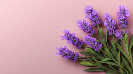 A beautiful arrangement of fresh lavender flowers on a soft pink background. Perfect for evoking feelings of tranquility, relaxation, and natural beauty in various projects.の素材