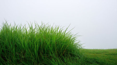A serene scene of lush green grass surrounded by a soft, misty fog, creating a tranquil atmosphere perfect for nature enthusiasts and landscape photographers.の素材