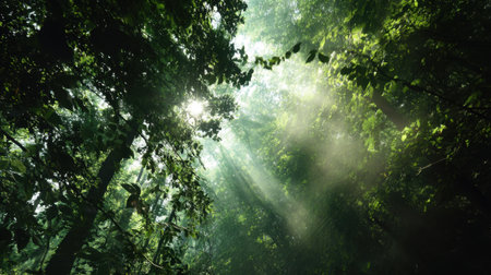 A stunning view of sunlight filtering through a dense forest canopy, creating an enchanting atmosphere filled with greenery and natural beauty. Perfect for nature enthusiasts.の素材