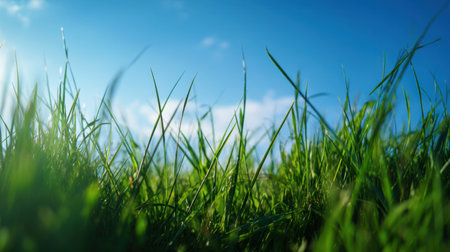 This image showcases vibrant green grass against a beautiful blue sky filled with soft clouds. It captures a serene and peaceful outdoor atmosphere, ideal for nature lovers.の素材