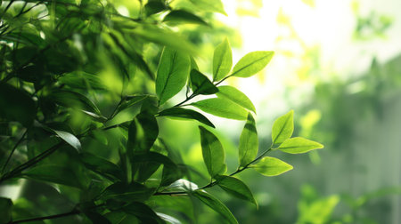 A close-up view of lush green leaves softly illuminated by gentle light, creating a tranquil atmosphere perfect for themes related to nature, wellness, and relaxation.の素材
