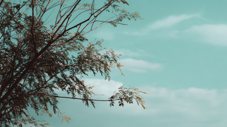 A captivating view showcasing bare tree branches against a soft turquoise sky adorned with wispy clouds. This image evokes feelings of tranquility and nature's beauty.の素材