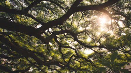 Embrace the beauty of nature with this serene image capturing a magnificent tree canopy, where sunlight filters through vibrant green leaves and twisted branches.の素材